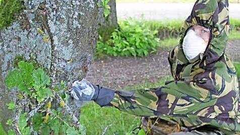 Baumkletterer Stefan Nicklas ist bei seiner Arbeit komplett vermummt - denn nur so ist er von den Brennhaaren geschützt. Er sammelt die Raupen und Nester vom Baum und befördert sie in eine Plastiktüte.