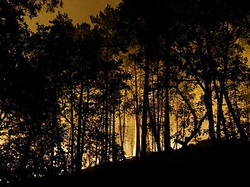 Feuer im Wald von Fontainebleau
