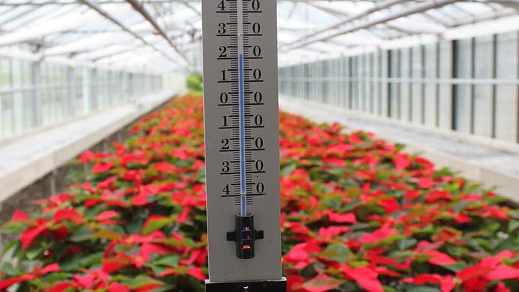 Bei den Weihnachtssternen ist es kuschelig warm: Über 20 Grad.