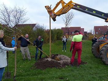 Stadträtin Julia Seidel und Familie pflanzen mit Hilfe des Bauhofs einen Maulbeerbaum am Spielplatz in der Hut. Foto: Pauline Lindner