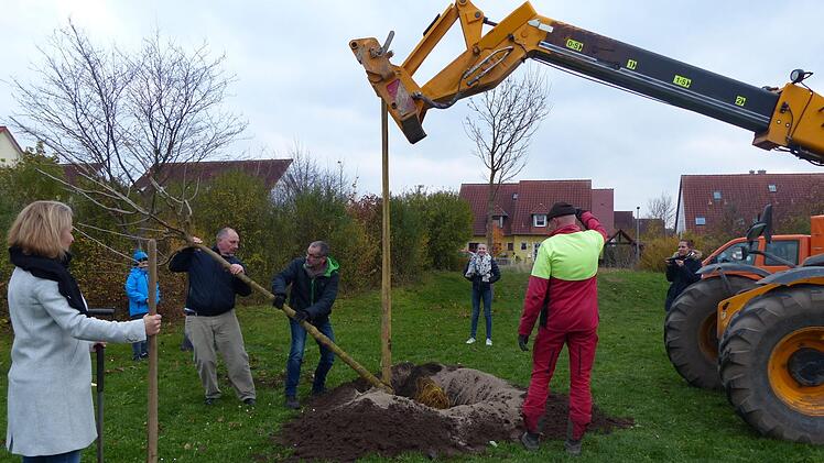 Stadträtin Julia Seidel und Familie pflanzen mit Hilfe des Bauhofs einen Maulbeerbaum am Spielplatz in der Hut. Foto: Pauline Lindner