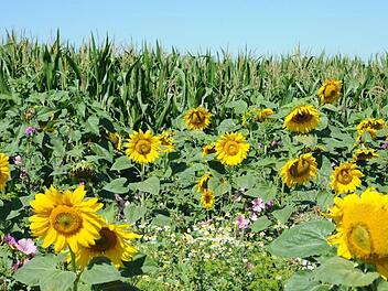 Eine blütenreiche Freifläche als wichtigen Lebens- und Nahrungsraum für Bienen, Insekten und Vögel hat Landwirt Helmut Koch in Königsberg entlang eines seiner Maisfelder angesät.  Foto: sn