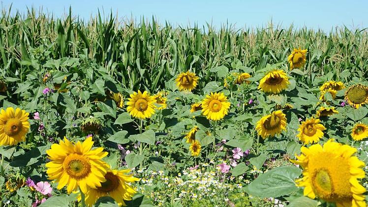 Eine blütenreiche Freifläche als wichtigen Lebens- und Nahrungsraum für Bienen, Insekten und Vögel hat Landwirt Helmut Koch in Königsberg entlang eines seiner Maisfelder angesät.  Foto: sn