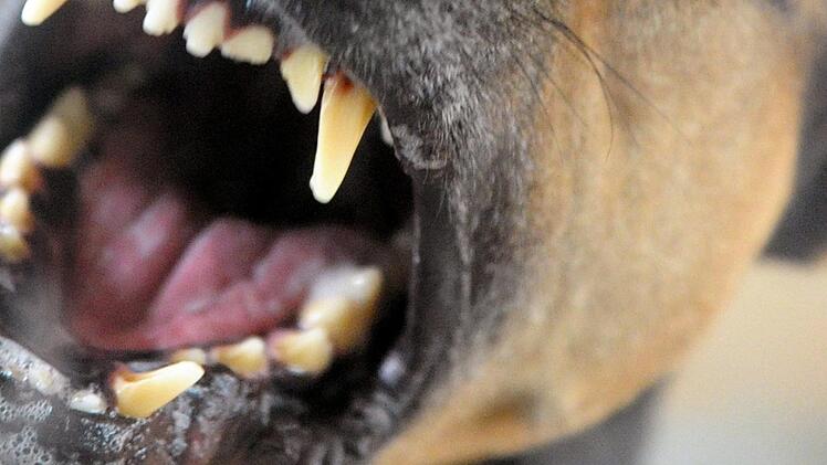 Eine Frau ist in Schweinfurt von einem Hund in den Unterschenkel gebissen worden. Die mutmaßlichen Halter schien das aber nicht zu interessieren. Symbolfoto: Soeren Stache/dpa