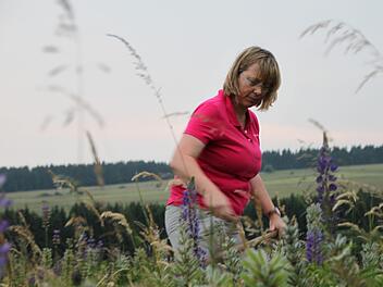 Feierabend in der Hochrhön: Bärbel Ludwig von der Bergwacht Bischofsheim rückt mit ganzem Einsatz der Lupine zu Leibe. Foto: Ulrike Müller