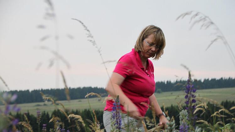 Feierabend in der Hochrhön: Bärbel Ludwig von der Bergwacht Bischofsheim rückt mit ganzem Einsatz der Lupine zu Leibe. Foto: Ulrike Müller