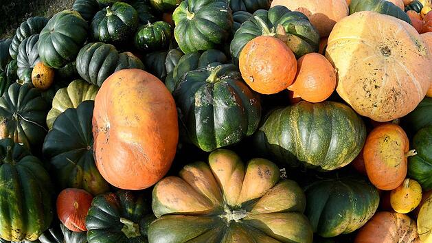 K&uuml;rbisse der Sorten Hokkaido, Muskat und Gelber Zentner. Foto: Holger Hollemann/dpa