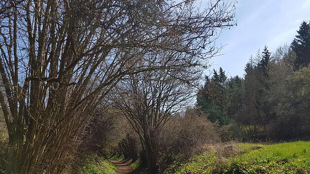 Ein Spalier von Pflanzen begr&uuml;&szlig;t die Wanderin und den Wanderer. Foto: Ronald Heck