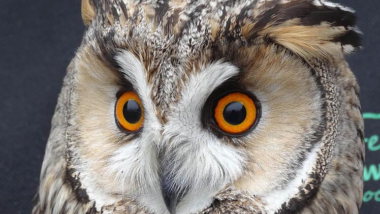 Eule PaulaFaszinierend die Augen der Eule.Foto: Marion Eckert