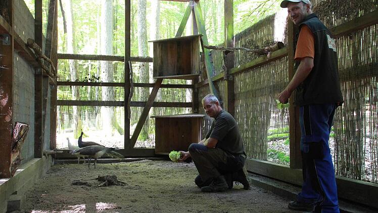 Tierpfleger Frank Wehner und Emil Schmitt versorgen die Pfauen mit Wasser und Futter und halten das Gehege sauber. Foto: Carmen Schmitt