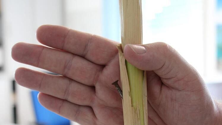 Massive  Nägel, zur Tarnung geschickt ummantelt,  steckten zum Teil in den Stängeln der betroffenen Maisfelder. Archiv
