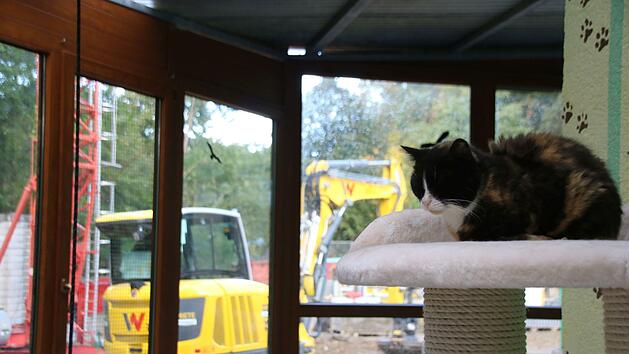 Dieser Katze lässt sich von dem Baulärm nebenan nicht aus der Ruhe bringen. Vor ihrem Fenster entsteht das neue, dreiteilige Hundehaus. Wenn das fertig ist, wird der abgebrannte Trakt abgerissen und ein neues Katzenhaus gebaut.
