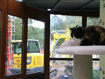Dieser Katze lässt sich von dem Baulärm nebenan nicht aus der Ruhe bringen. Vor ihrem Fenster entsteht das neue, dreiteilige Hundehaus. Wenn das fertig ist, wird der abgebrannte Trakt abgerissen und ein neues Katzenhaus gebaut.