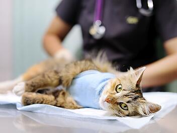 Female veterinary doctor puts the bandage on the cat after surgery