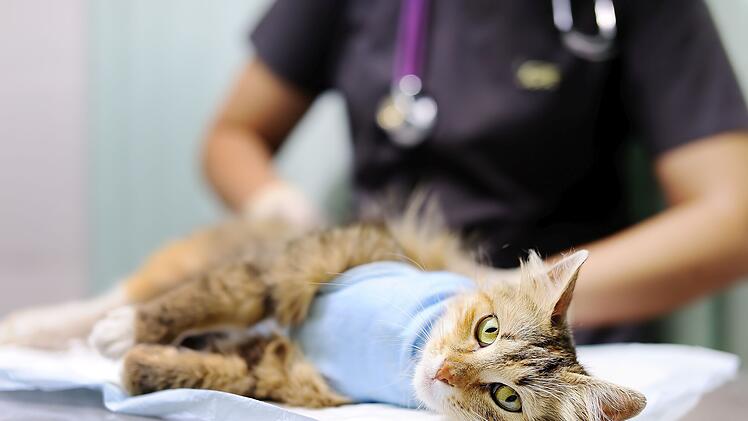 Female veterinary doctor puts the bandage on the cat after surgery