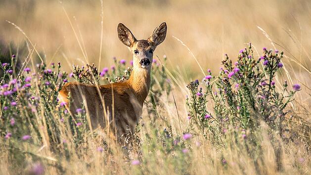 Hiesige Tierarten sind ein wichtiger Bestandteil der Natur.