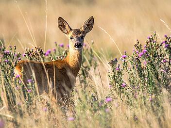 Hiesige Tierarten sind ein wichtiger Bestandteil der Natur.