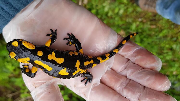 Der Feuersalamander lebt an einigen Wildbächen in der Rhön. Durch deren Austrocknung gingen viele Larven der geschützten Amphibienart verloren. Foto: Karl-Heinz Kolb