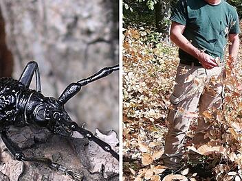 Kolitzheim: F&ouml;rster entdeckt fast ausgestorbenes Tier in Wald - "absolute Besonderheit"