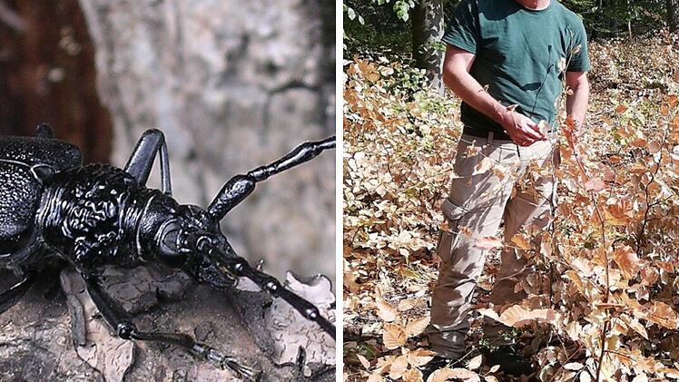 SplitImage 1702561983