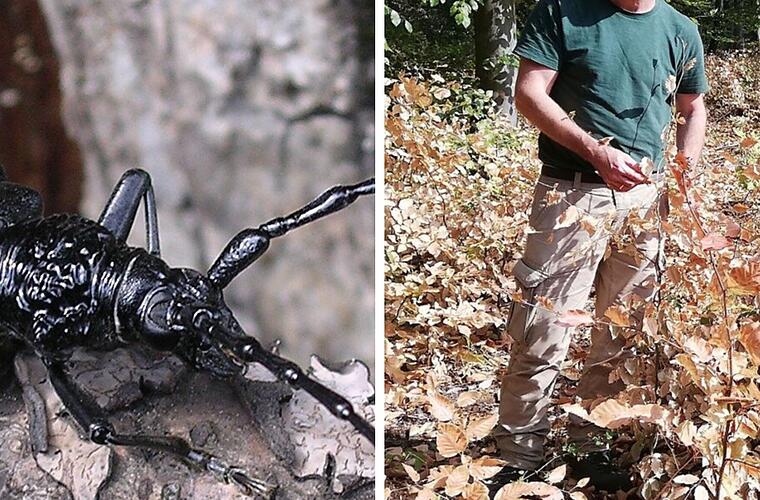 Kolitzheim: Förster entdeckt fast ausgestorbenes Tier in Wald - "absolute Besonderheit"
