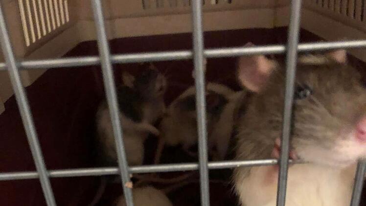Tierheim Hersbruck: Tier-Familie bei Hitze hilflos ausgesetzt - Netz reagiert erschüttert