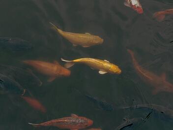Kreis Kronach: Großer Fisch-Diebstahl - Unbekannter klaut 70 Fische aus Weiher