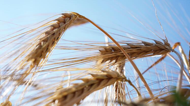 Deutscher Bauernverband zum Ernteauftakt