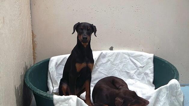 Das Tierheim N&uuml;rnberg hat 14 Dobermann-Welpen aus einem illegalen Tiertransport aufgenommen.