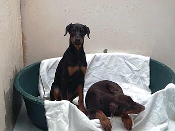 Das Tierheim N&uuml;rnberg hat 14 Dobermann-Welpen aus einem illegalen Tiertransport aufgenommen.