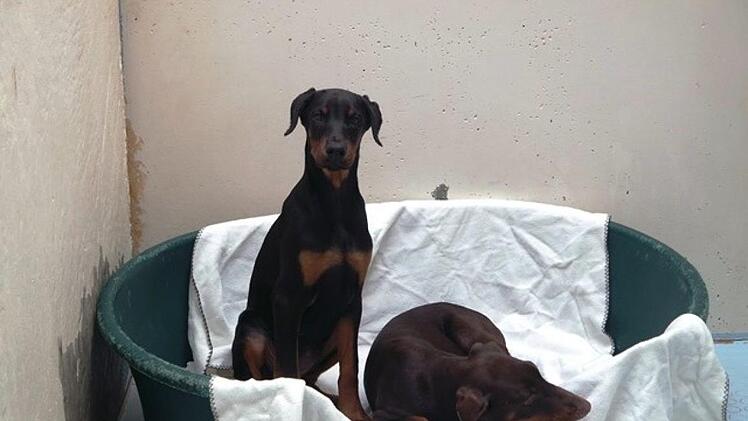 Das Tierheim N&uuml;rnberg hat 14 Dobermann-Welpen aus einem illegalen Tiertransport aufgenommen.