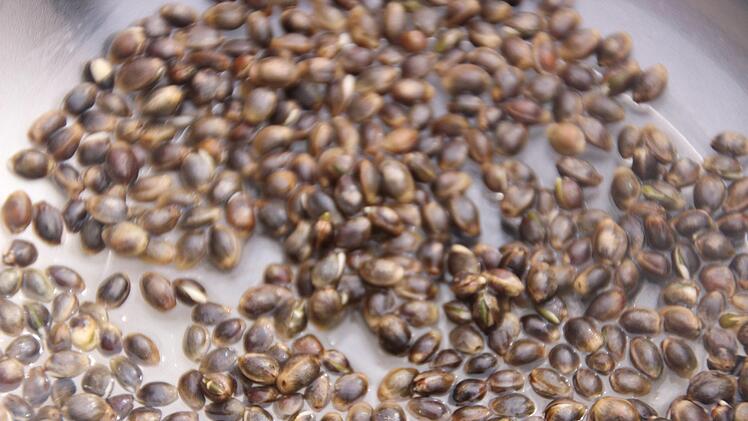 Wenige Tage eingeweicht, wird aus keimenden Hanfkörnchen ein echtes Superfood, das wertvolle Eiweiße, Fettsäuren, viele Mineralien und Vitamine spendet.
