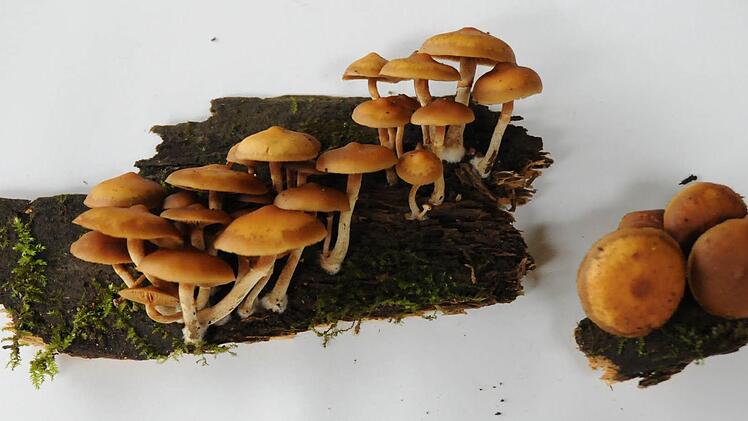 GifthäublingBis hin zum gerieften Hutrand und dem kleinen Ring am Stiel ähnelt der schwergiftige Doppelgänger dem Speisepilz Stockschwämmchen.  Dieses soll zwar zwar "pilzhaft" riechen, während der Gifthäubling wie "muffiges Mehl" rieche, aber Krautblatter rät davon ab, sich  in diesem Fall auf den Geruchssinn zu verlassen. Zuverlässig lassen sich die beiden Pilze nur mit der Sporenanalyse unterm Mikroskop unterscheiden.