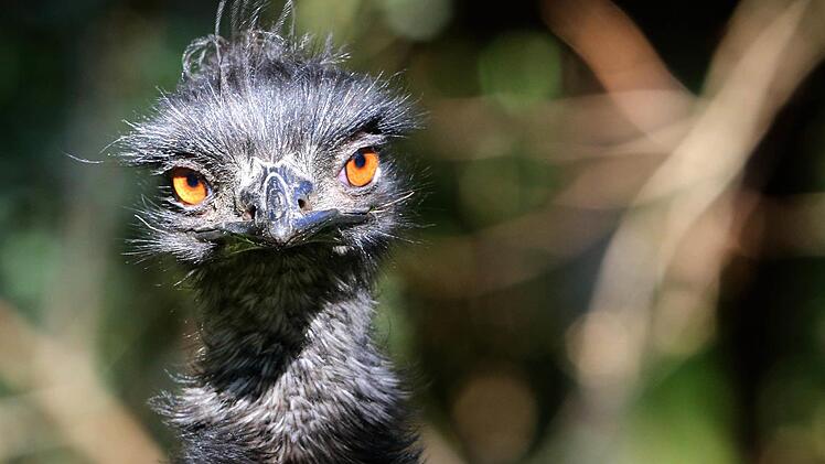 Ein Emu Foto: Roland Weihrauch/dpa