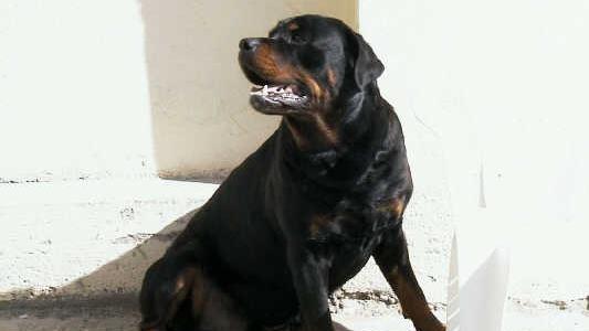 Rottweiler dürfen in Bayern nur unter gewissen Auflagen gehalten werden.  Symbolbild: Archiv