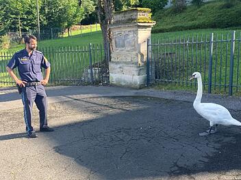 Schwan auf der B4 bei Coburg