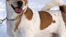 "Charly", ein mittelgroßer männlicher Mischling, sucht eine nette Familie.  Foto: Tierheim