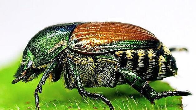 Der Japank&auml;fer ist neu in Deutschland. Er kann Hunderte verschiedene Pflanzenarten als Wirt nutzen.