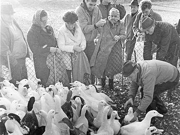 Die Enten und Gänse an der Aurach waren zu Martini bei der Bevölkerung sehr beliebt.  Fotos: FT-Archiv