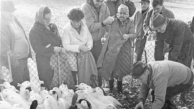 Die Enten und Gänse an der Aurach waren zu Martini bei der Bevölkerung sehr beliebt.  Fotos: FT-Archiv