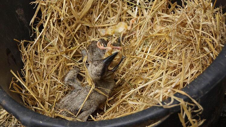 Storchenjunges verschlingt ein Hühnerküken