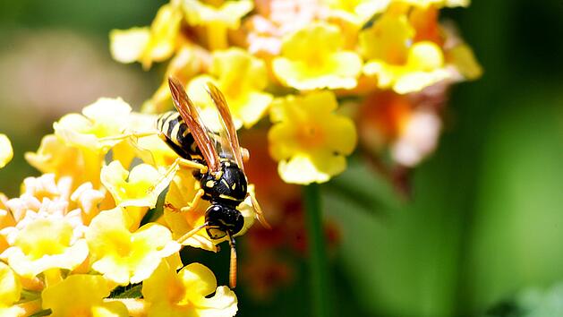 Tierfreundlicher Umgang mit Wespen: Keine Panik bekommen