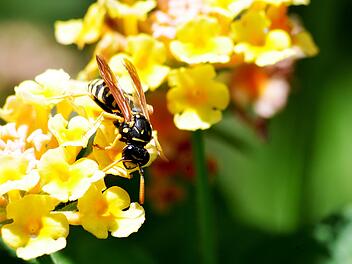 Tierfreundlicher Umgang mit Wespen: Keine Panik bekommen