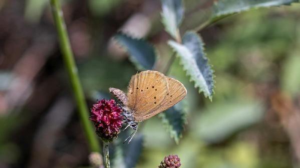 Das sind nicht nur f&uuml;r den dunklen Wiesenknopf-Ameisenbl&auml;uling gute Nachrichten: Im Januar und Februar schlossen 83 Landbewirtschafter auf fast 350 Fl&auml;chen mit einer Gr&ouml;&szlig;e von insgesamt etwa 300 Hektar Vereinbarungen &uuml;ber das Bayerische Vertragsnaturschutzprogramm (VNP) ab und sorgen somit f&uuml;r mehr &ouml;kologisch wertvollen Lebensraum. Foto: Linus Kr&auml;mer