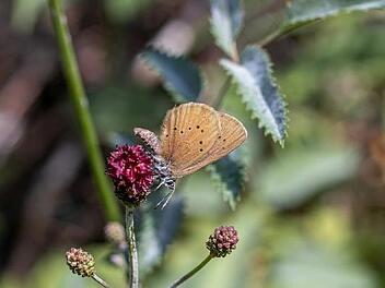 Das sind nicht nur für den dunklen Wiesenknopf-Ameisenbläuling gute Nachrichten: Im Januar und Februar schlossen 83 Landbewirtschafter auf fast 350 Flächen mit einer Größe von insgesamt etwa 300 Hektar Vereinbarungen über das Bayerische Vertragsnaturschutzprogramm (VNP) ab und sorgen somit für mehr ökologisch wertvollen Lebensraum. Foto: Linus Krämer