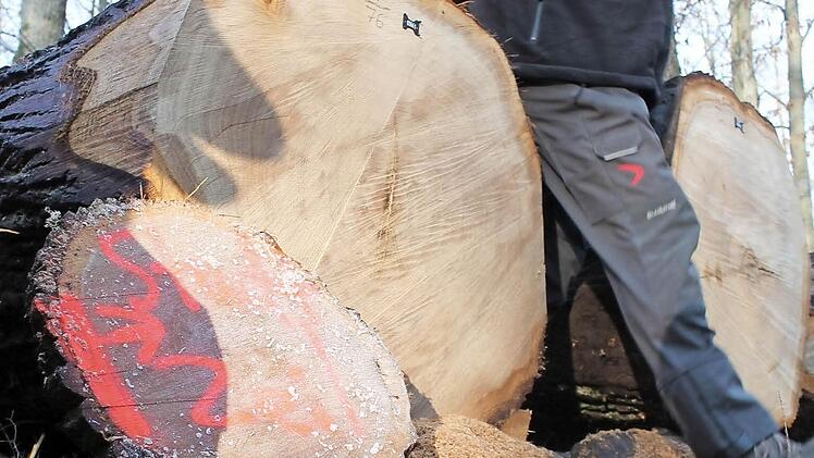 Den besten Preis bei der diesjährigen Submission der FV Unterfranken erzielte dieser Eichenstamm aus Zeil. Er wurde für 4077 Euro verkauft. Fotos: Benedikt Borst