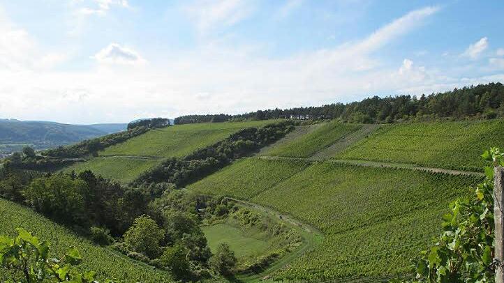 Das erste Mal im Programm: Eine Wanderung in den Weinbergen, im Juni, ohne Schnee.  Foto: Landratsamt