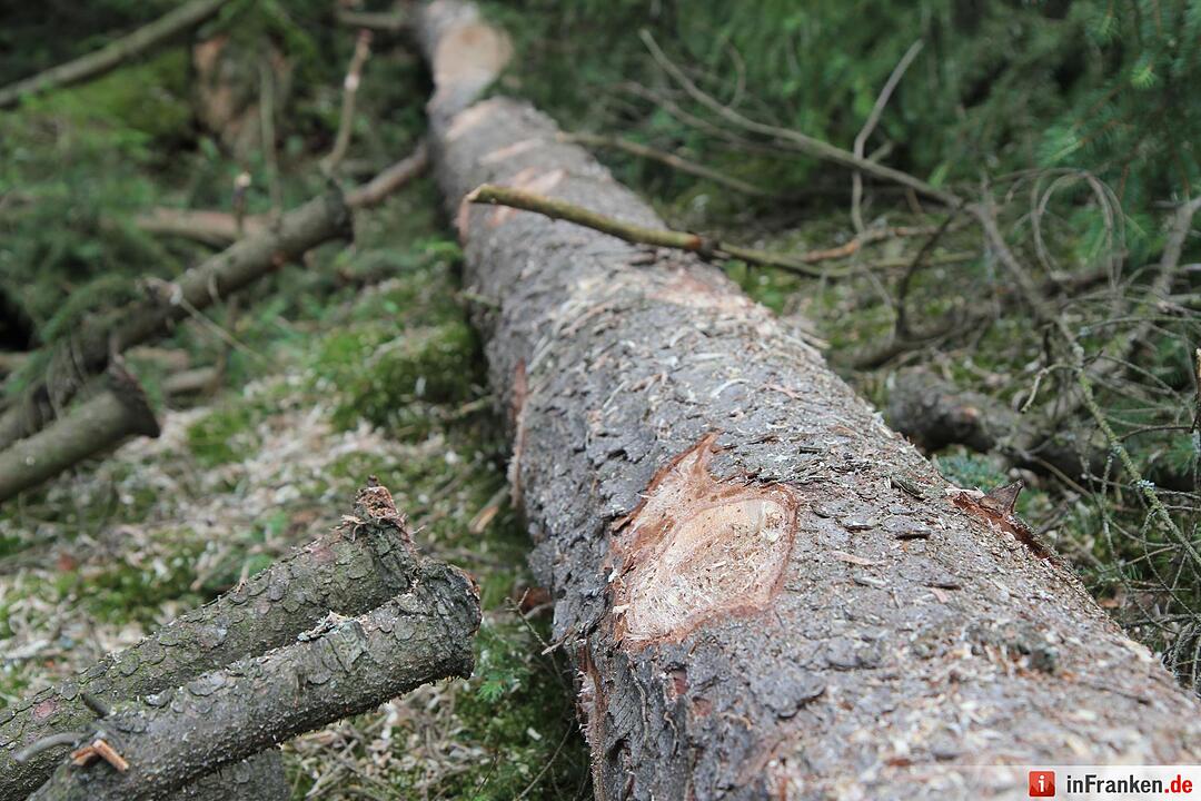 Voloprojekt: Baum fällt