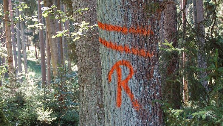 Im Wald gibt es allerhand Zeichen, die Spaziergänger kaum, Forstleute aber gut verstehen.