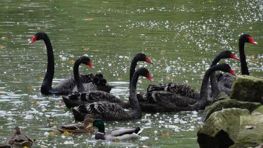 Mitte Oktober waren die jungen Schwäne in der Rosenau schon fast nicht mehr von den Elterntieren zu unterscheiden.Foto: Jochen Berger